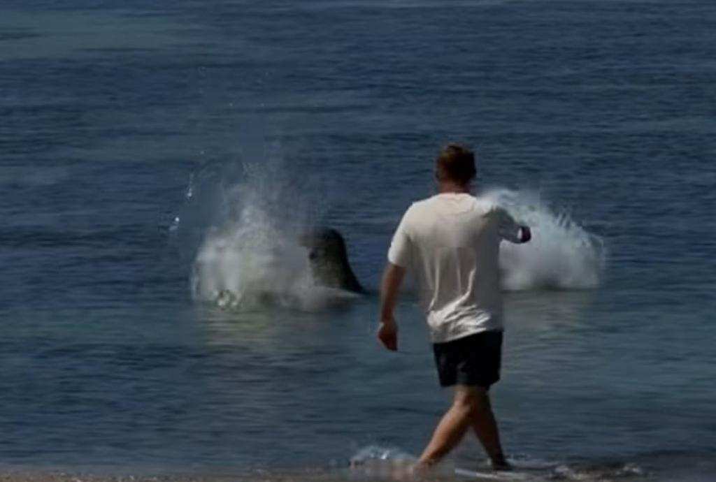 BREAKING Tourist Attacks Sacred Hawaiian Seal - Furious Local Delivers Instant Street Justice