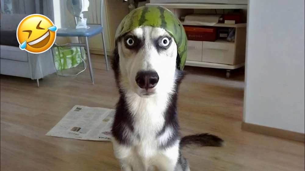 Try Not To Laugh Challenge | Funny Animal Collection