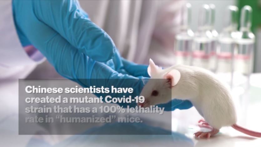 HOT VIDEO Chinese lab crafts mutant COVID-19 strain with 100% kill rate in humanized mice