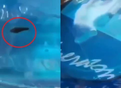 Clip Đỉa Còn Sống Trong Bình Nước còn Nguyên Tem ở trường mầm non